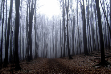 Naklejka premium Enchanted fog envelops a mystical forest with shafts of light breaking through dense tree canopies