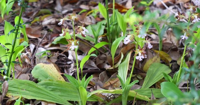 春咲きの花　エビネ　スローモーション