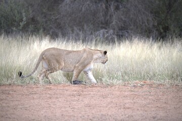 lion in wild savanna , Animal of africa