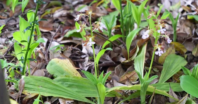 春咲きの花　エビネ　スローモーション