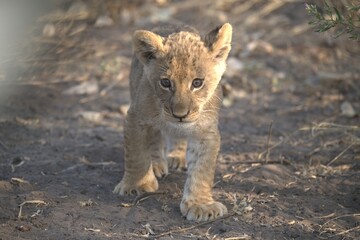 lion in wild savanna , Animal of africa