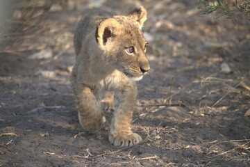 lion in wild savanna , Animal of africa © Davide Antoniani