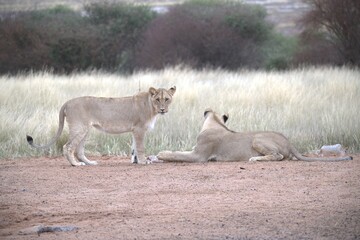 lion in wild savanna , Animal of africa