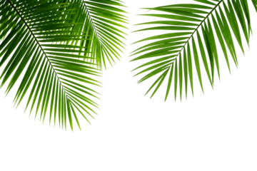 Fresh green palm tree leaves isolated on white