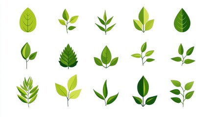 Flat Leaf Illustrations on White