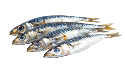Fresh Sardines on White Background for Culinary Designs