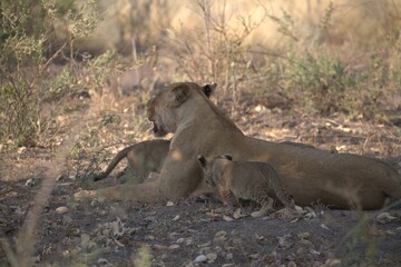 lion in wild savanna , animal of africa