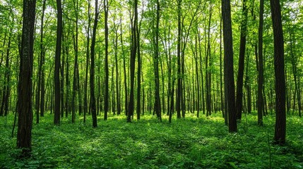 Vibrant forest landscape with tall, green trees and lush ground cover on white background.