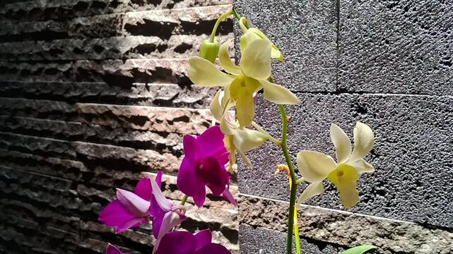 Blooming orchids of yellow and purple dendrobium petals 