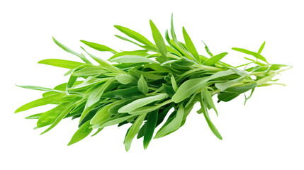Fototapeta premium Fresh Tarragon Herb Isolated on White Background for Graphic Design Projects