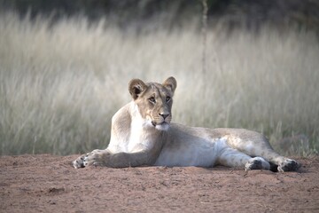 Lion in wild savanna , animal of africa
