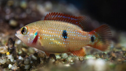 Close-up of 6-week-old Jewel Cichlid (Hemichromis lifalili), highlighting their early vibrant coloring.