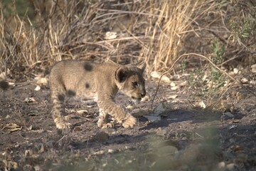 Lion in wild savanna , animal of africa
