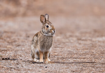 A young Eastern cottontail rabbit sitting in a spring forest.