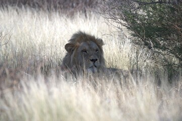 Lion in wild savanna , animal of africa
