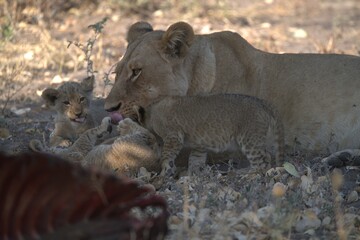 Lion in wild savanna , animal of africa
