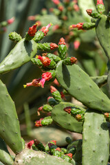 Opuntia cochenillifera cactus grow in the desert area