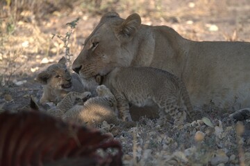 Lion in wild savanna , animal of africa
