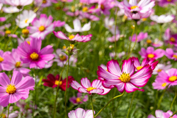 Beautiful view of Xianhu Botanical Garden in Shenzhen, China
