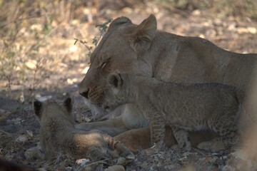 Lion in wild savanna , animal of africa
