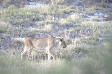 Lion in wild savanna , animal of africa