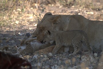 Lion in wild savanna , animal of africa