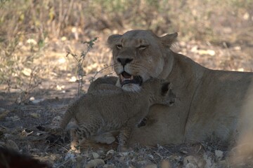 Lion in wild savanna , animal of africa