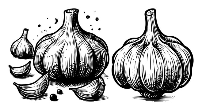 garlic bulbs and cloves black ink vintage sketch