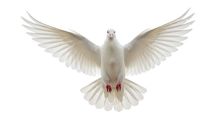 Obraz premium white dove isolated on white