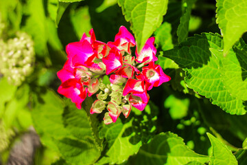 Bright pink flowers blooming hydrangea against lush green leaves in a sunny garden setting