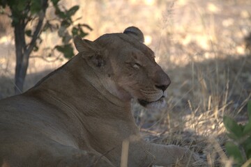 Lion in wild savanna , animal of africa