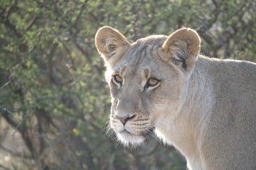 Lion in wild savanna , animal of africa