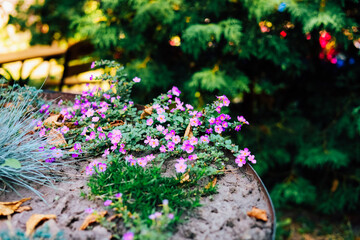 Colorful flowers bloom on a garden table amidst vibrant greenery in sunny daylight