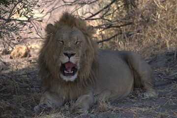 Lion in wild savanna , animal of africa