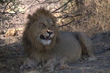 Lion in wild savanna , animal of africa