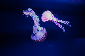Colorful jellyfish gracefully swimming in an aquarium during nighttime