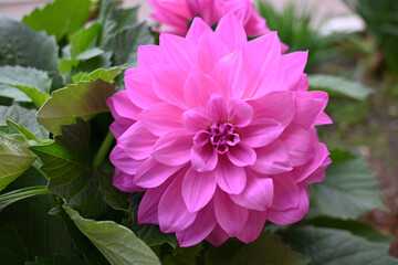 Primo piano di fiore rosa rodonea con petali appuntiti
