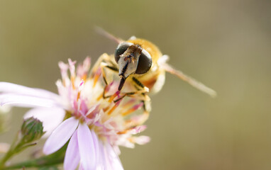 A bee on a flower collecting pollen