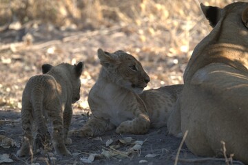 Lion in wild savanna , animal of africa