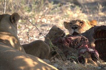 Lion in wild savanna , animal of africa