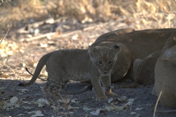 Lion in wild savanna , animal of africa