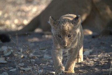 Lion in wild savanna , animal of africa