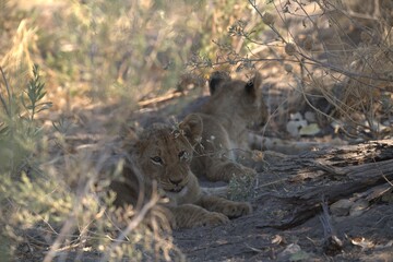 Lion in wild savanna , animal of africa
