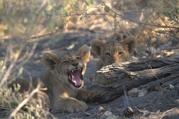 lion in wild savanna , Animal of africa