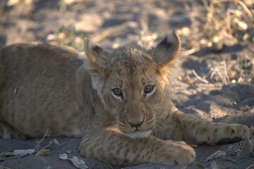 lion in wild savanna , Animal of africa