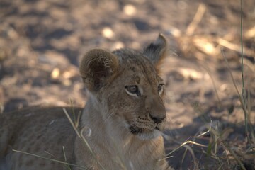 lion in wild savanna , Animal of africa