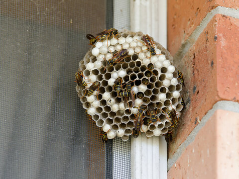 Australian Paper Wasp (Polistes humilis) nest attached to an aluminum window frame