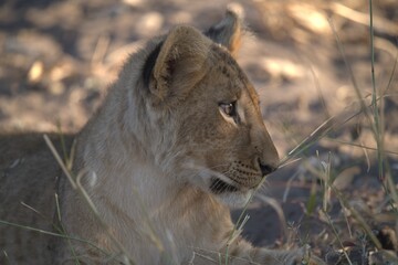 lion in wild savanna , Animal of africa
