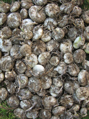 Cipolle bianche sporche di terra appena raccolte dall'orto biologico