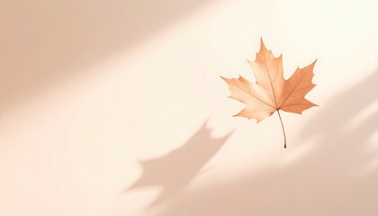 Falling autumn leaf nature scene leaf art soft light minimalist environment natural beauty